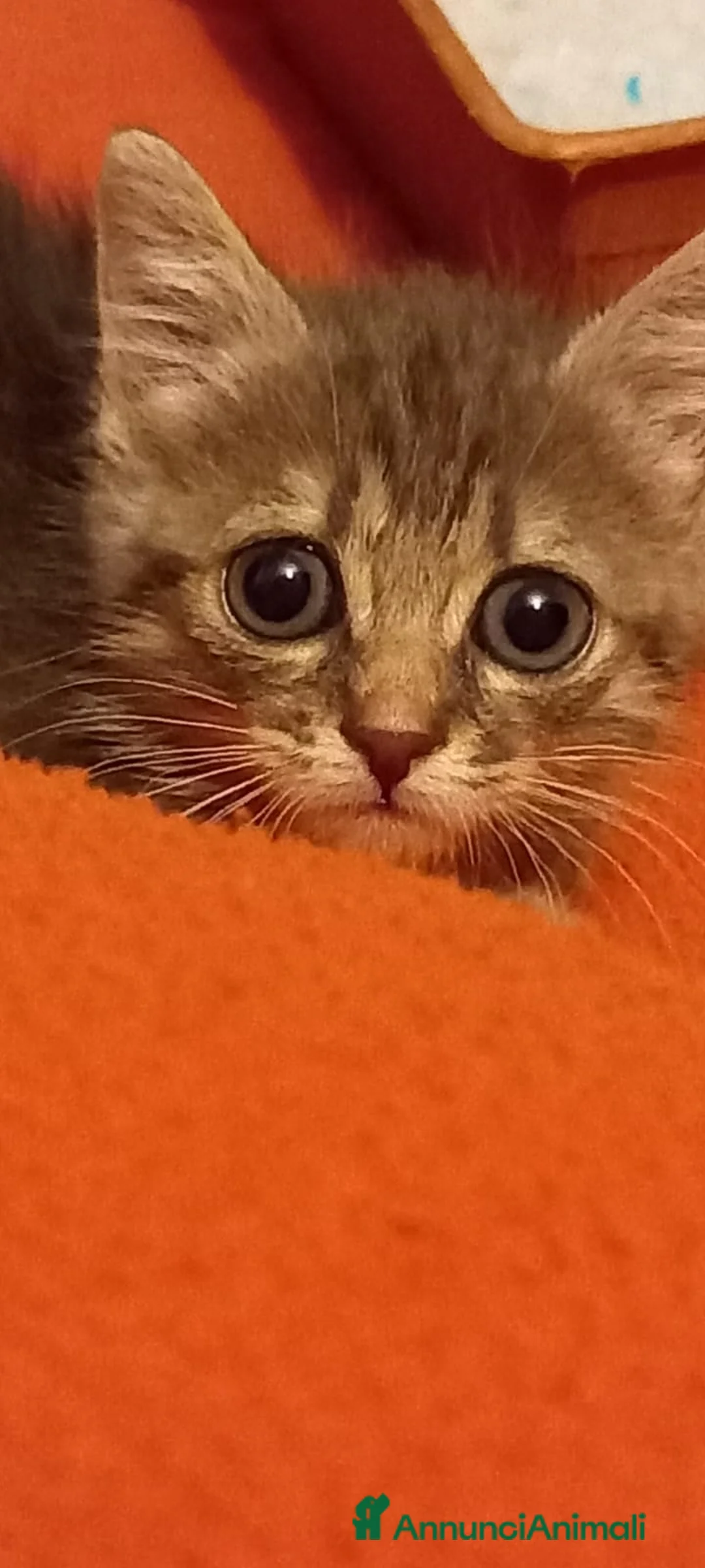 Europeo gatti in regalo: Tigratina meravigliosa  - Annuncio 6