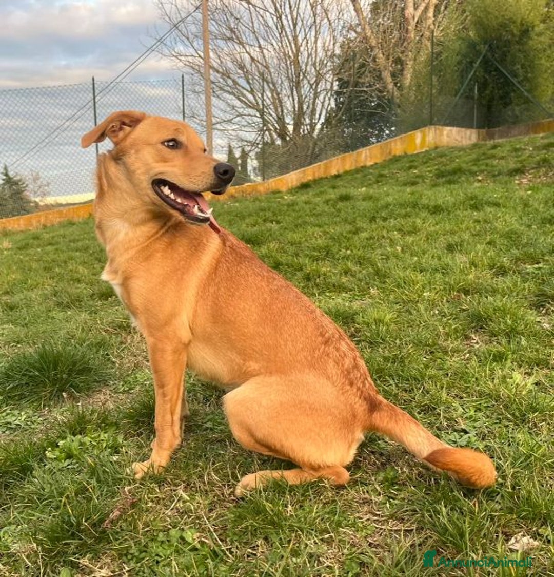 Meticcio cani in regalo: Cleopatra un'esplosione di simpatia! - Annuncio 4