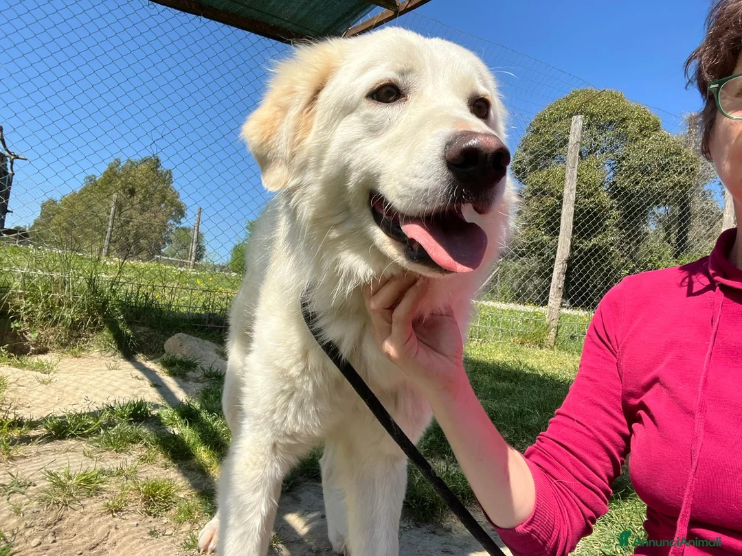 Meticcio cani in regalo: LUCIA CRESCIUTA IN CANILE HA BISOGNO DI UNA CASA - Annuncio 1