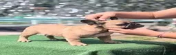 Bulldog Francese cani in vendita: Cucciolo bulldog francese maschio - Annuncio 2