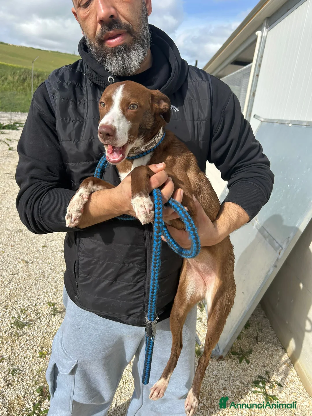 Altre razze cani in regalo: marra  - Annuncio 5