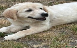 Golden Retriever cani in vendita: Golden retriever linea inglese a Provincia di Alessandria - Immagine 1