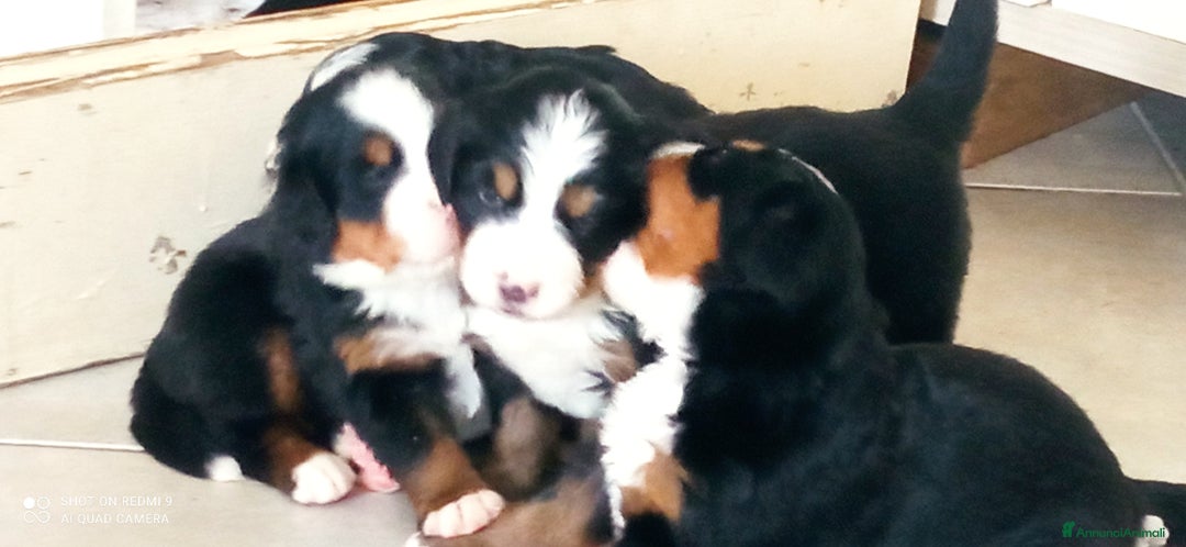 Bovaro del Bernese cani in vendita: Cuccioli di bovaro del bernese a Provincia della Spezia - Immagine 6