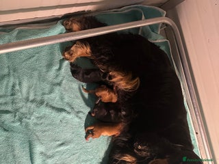 Cocker cani Cocker spaniel inglese - Annuncio 1