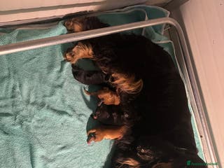 Cocker cani Cocker spaniel inglese - Annuncio 3