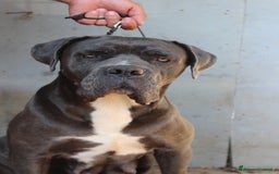 Cane Corso cani in vendita: Cuccioli di Cane Corso Selezionati - Immagine 6