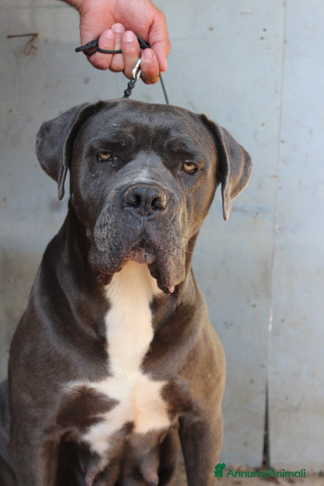 Cane Corso cani in vendita: Cuccioli di Cane Corso Selezionati - Immagine 6