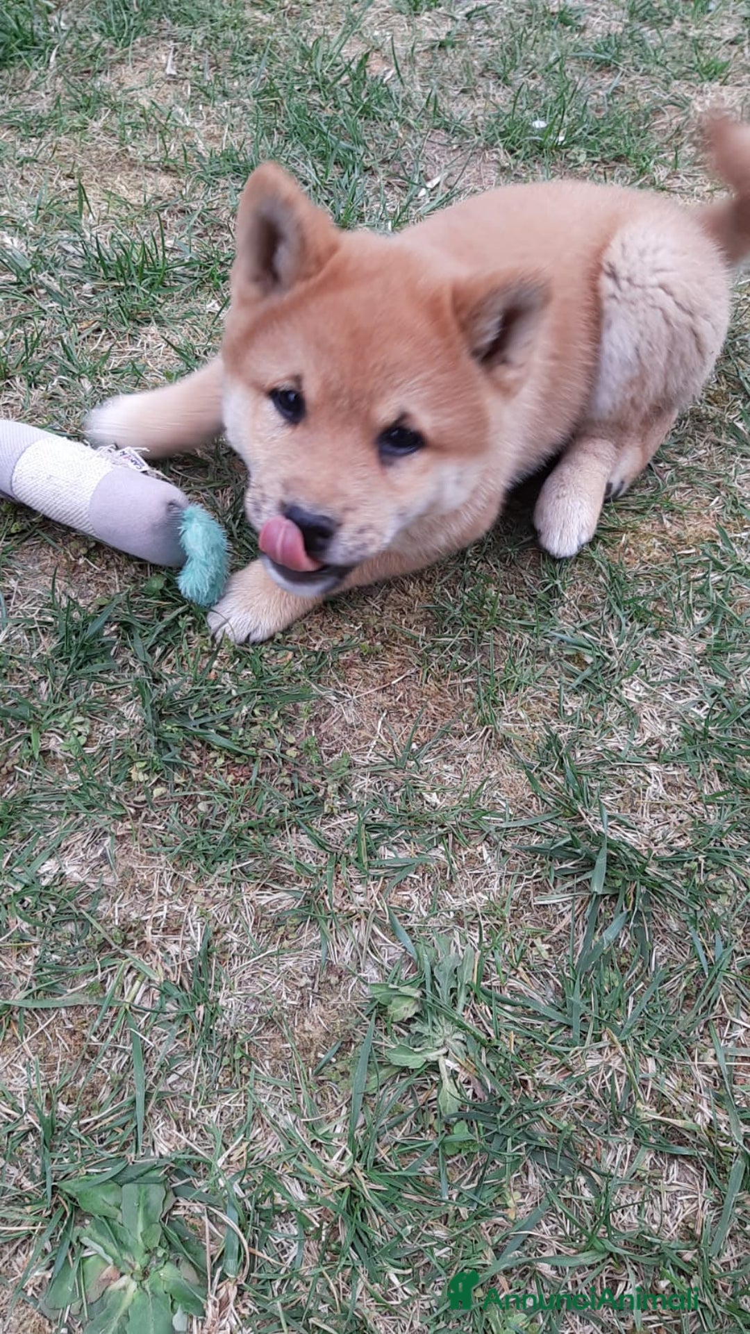 Immagine della galleria {{count}}