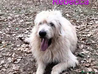 Altre razze cani REBECCA dolcissima rimasta sola 9anni - Annuncio 1