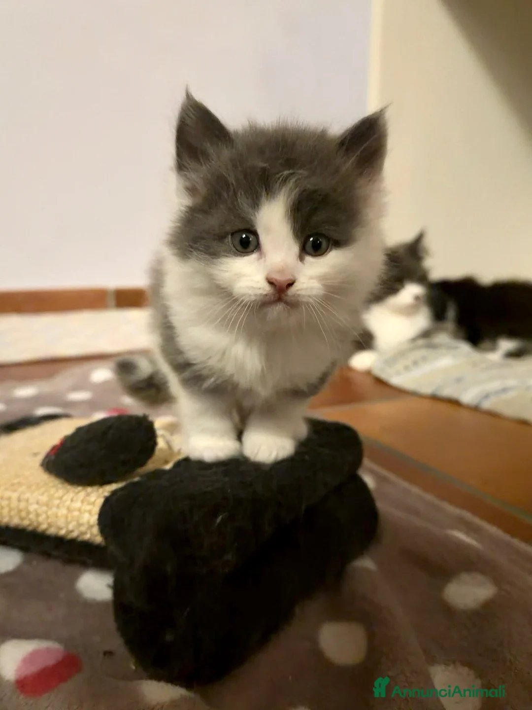 Siberiano gatti in vendita: Siberiani  - Annuncio 2