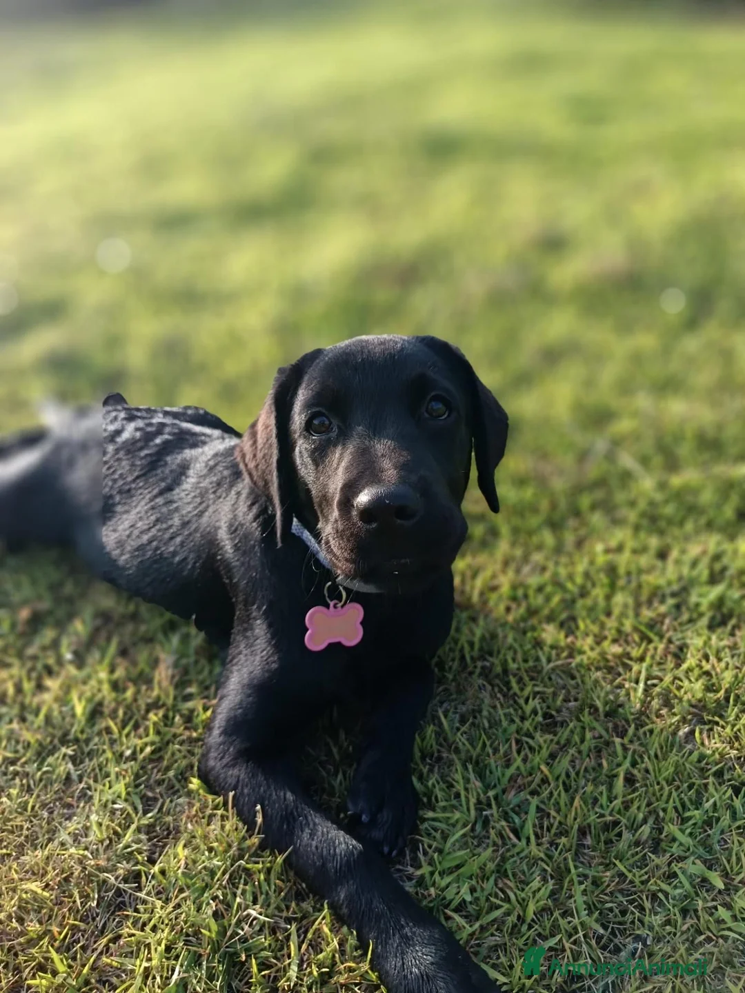 Labrador cani in vendita: Cucciolo di Labrador Retriever  - Annuncio 2