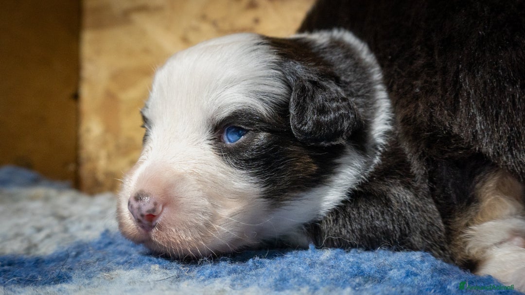 Australian Shepherd cani in vendita: Australian Shepherd  - Annuncio 24