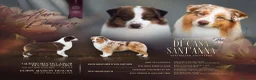 Australian Shepherd cani in vendita: Cuccioli Australian Shepherd  a Provincia di Grosseto - Annuncio 1