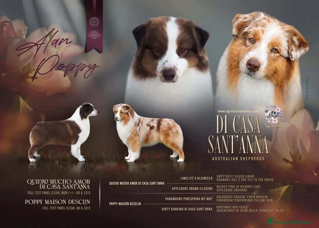 Australian Shepherd cani in vendita: Cuccioli Australian Shepherd  a Provincia di Grosseto - Annuncio 1