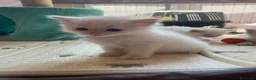 Siberiano gatti in vendita: Disponili cuccioli siberiani! Occhi azzurri! - Annuncio 4