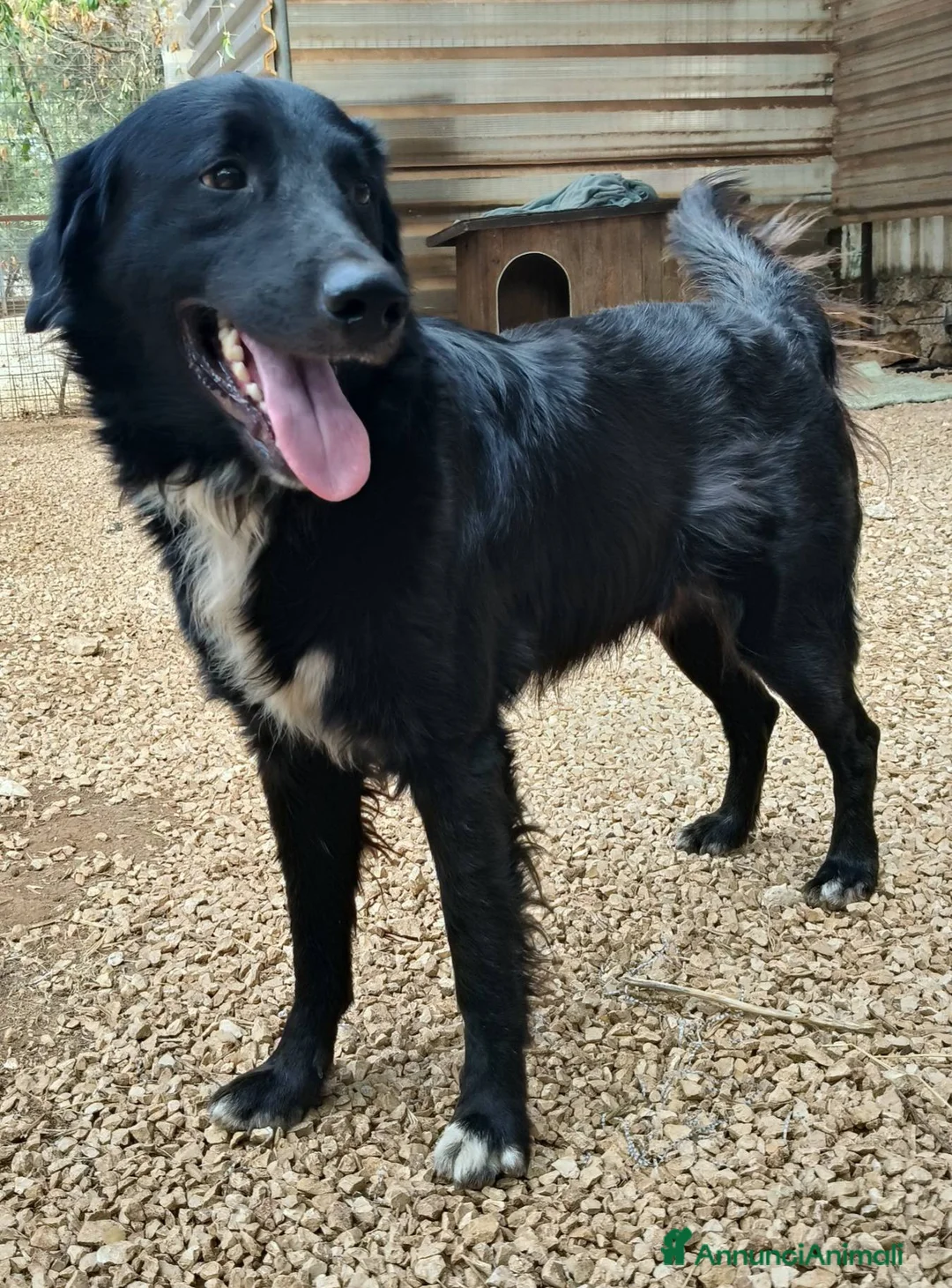 Meticcio cani in regalo: Sansone, il cane ideale - Annuncio 8