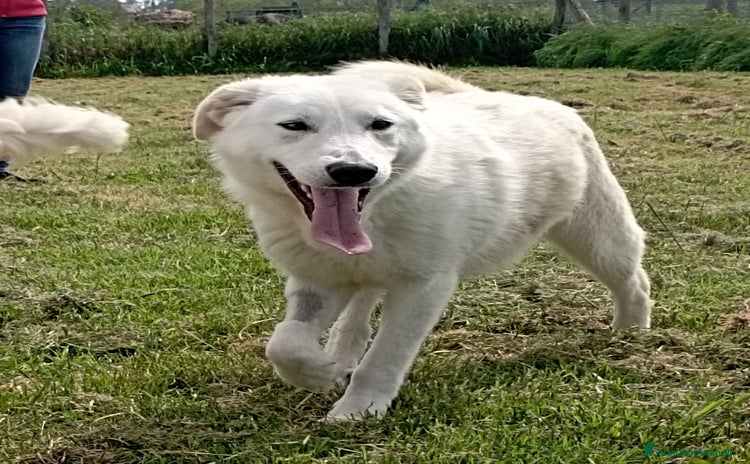 Meticcio cani a Provincia di Latina - Annuncio 2