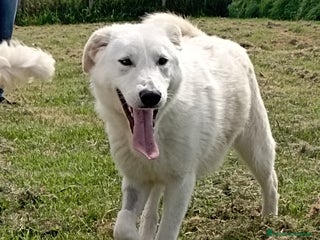 Meticcio cani Ziguli cucciolone mix labrador a Provincia di Latina - Annuncio 32