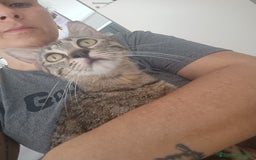 Altre razze gatti in regalo: Gattina tigrata a Provincia di Latina - Immagine 5