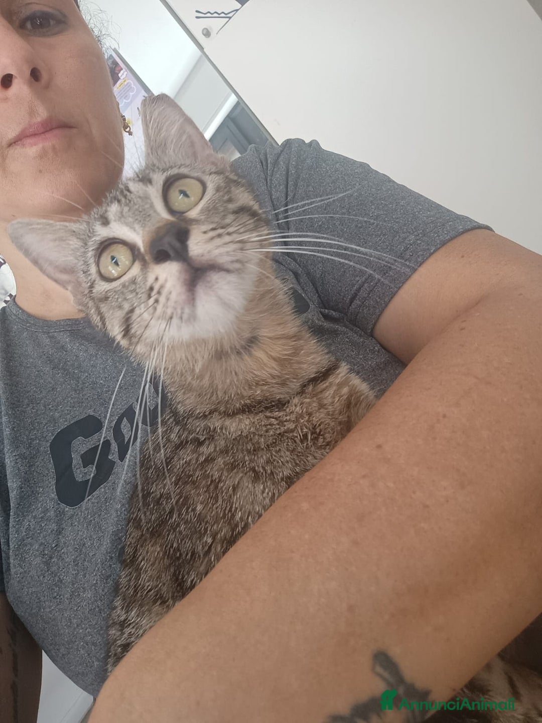 Altre razze gatti in regalo: Gattina tigrata a Provincia di Latina - Immagine 5