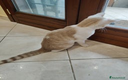 Altre razze gatti in regalo: Cuccioli di gatto  - Annuncio 5