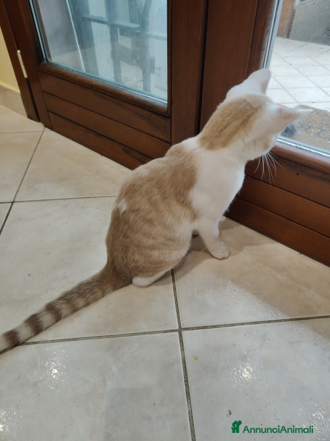 Altre razze gatti in regalo: Cuccioli di gatto  - Annuncio 5