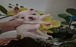 Maltese cani in vendita: Mini maltese coreano  a Provincia di Padova - Immagine 5