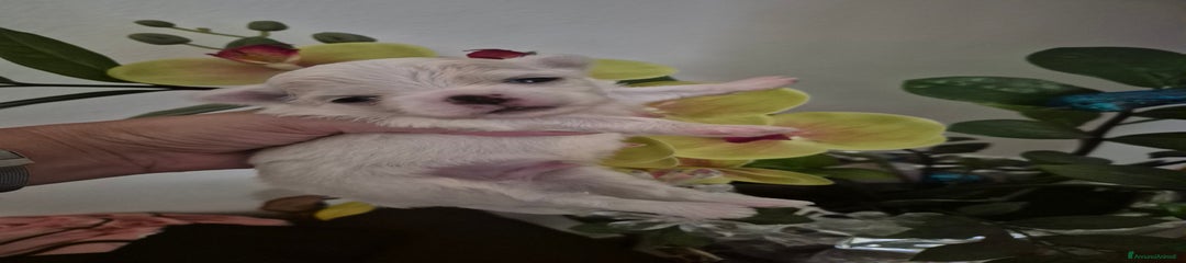 Maltese Cucciolo 2