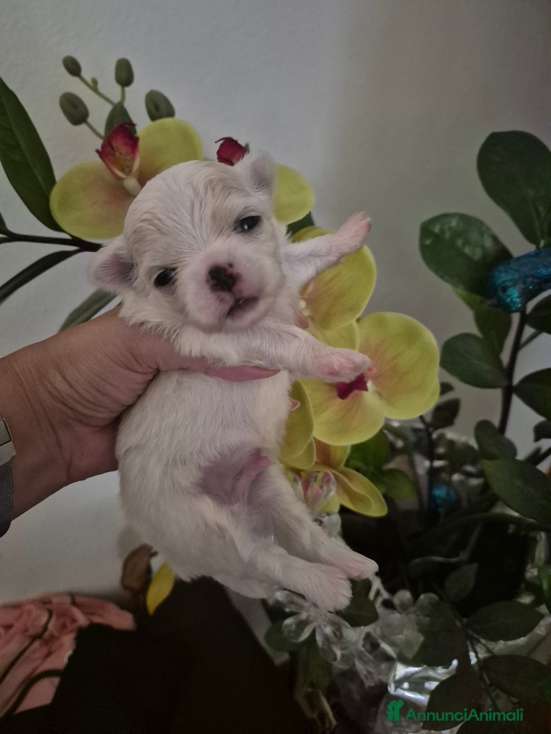 Maltese cani in vendita: Mini maltese coreano  a Provincia di Padova - Immagine 5