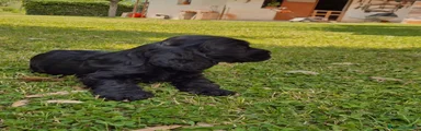 Cocker Cucciolo 1