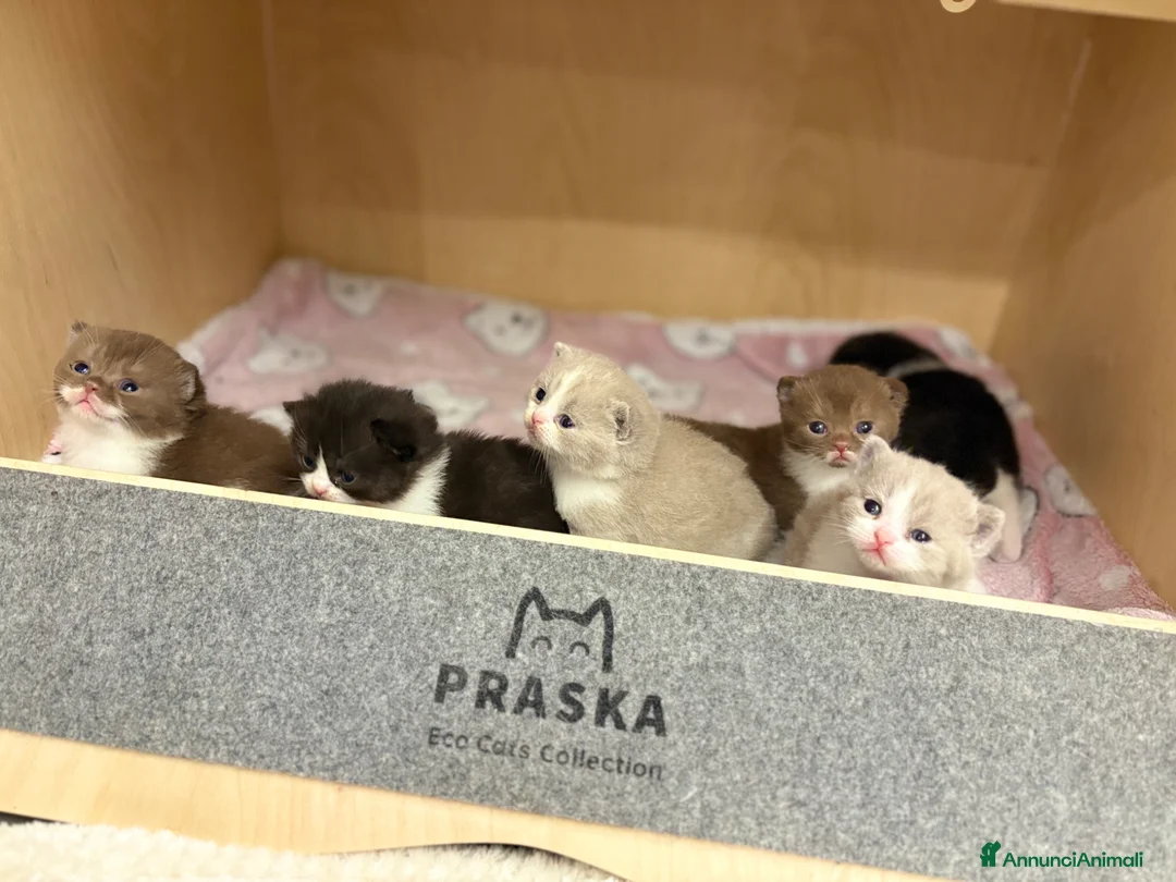 British gatti in vendita: British Shorthair  - Annuncio 9