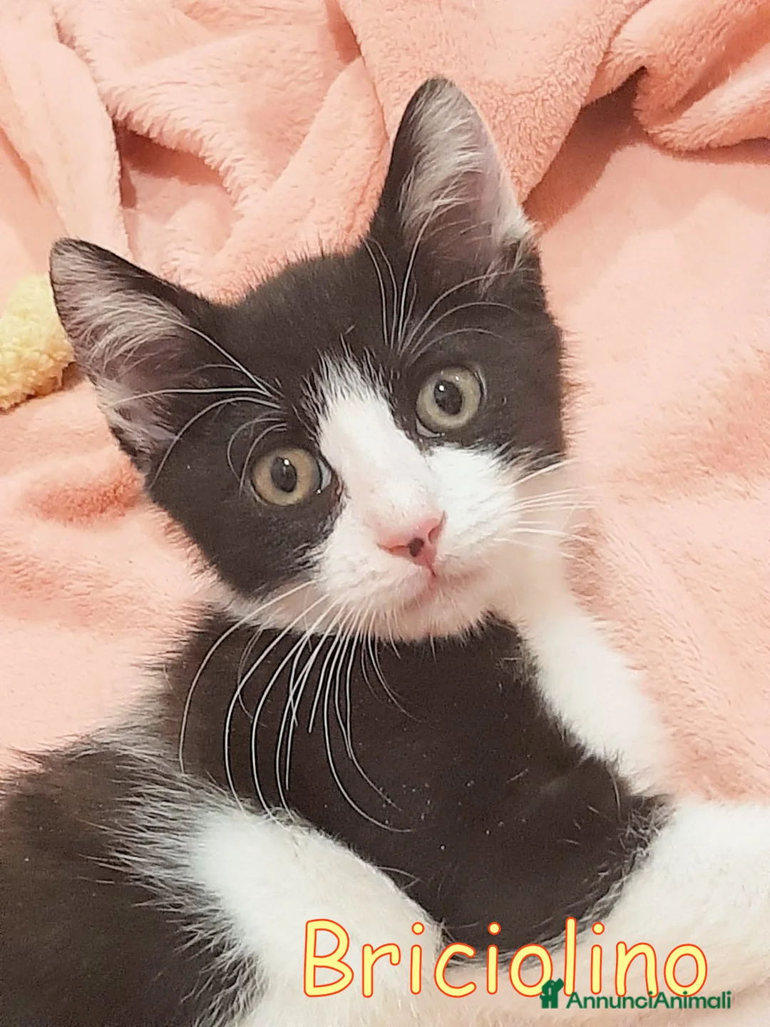 Europeo gatti in regalo: BRICIOLINO PICCOLO GATTINO - Annuncio 2