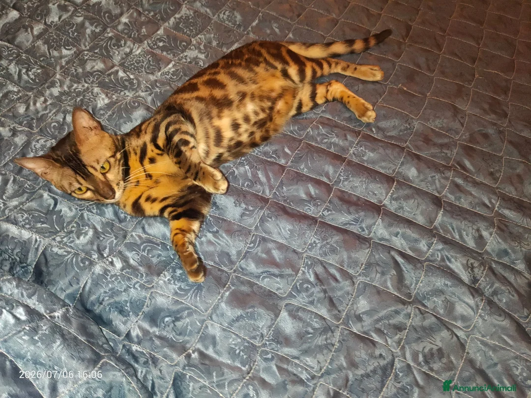Bengala gatti in vendita: Cucciola Bengala  - Annuncio 7