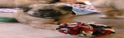 Pastore Belga cani in vendita: TERVUEREN Pastore belga - Annuncio 5