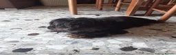 Meticcio cani in regalo: Cercano casa: 1 Pastore Tedesco, 1 simil Yorkshire - Annuncio 5
