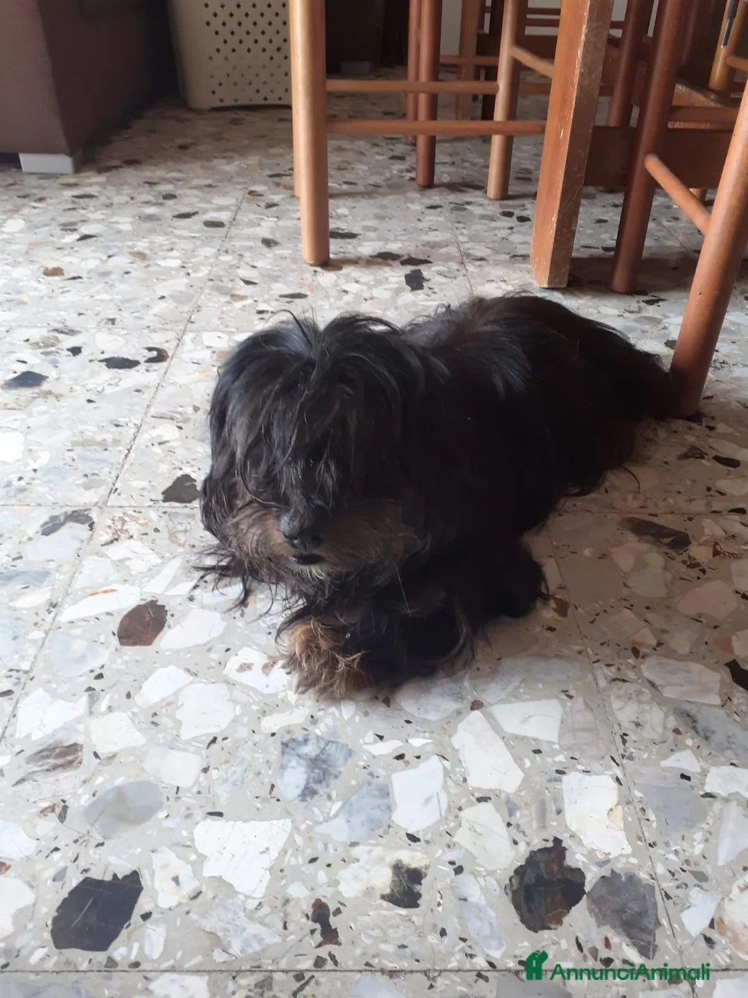 Meticcio cani in regalo: Cercano casa: 1 Pastore Tedesco, 1 simil Yorkshire - Annuncio 5