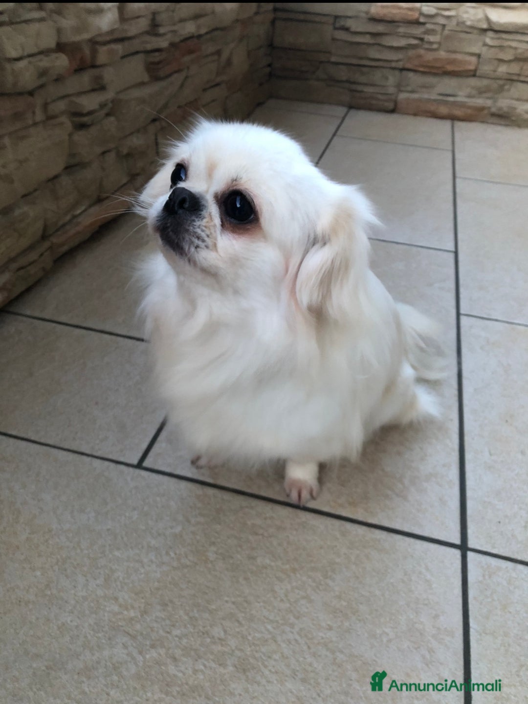 Chihuahua cani in vendita: Chihuahua femmina a pelo lungo  - Annuncio 3