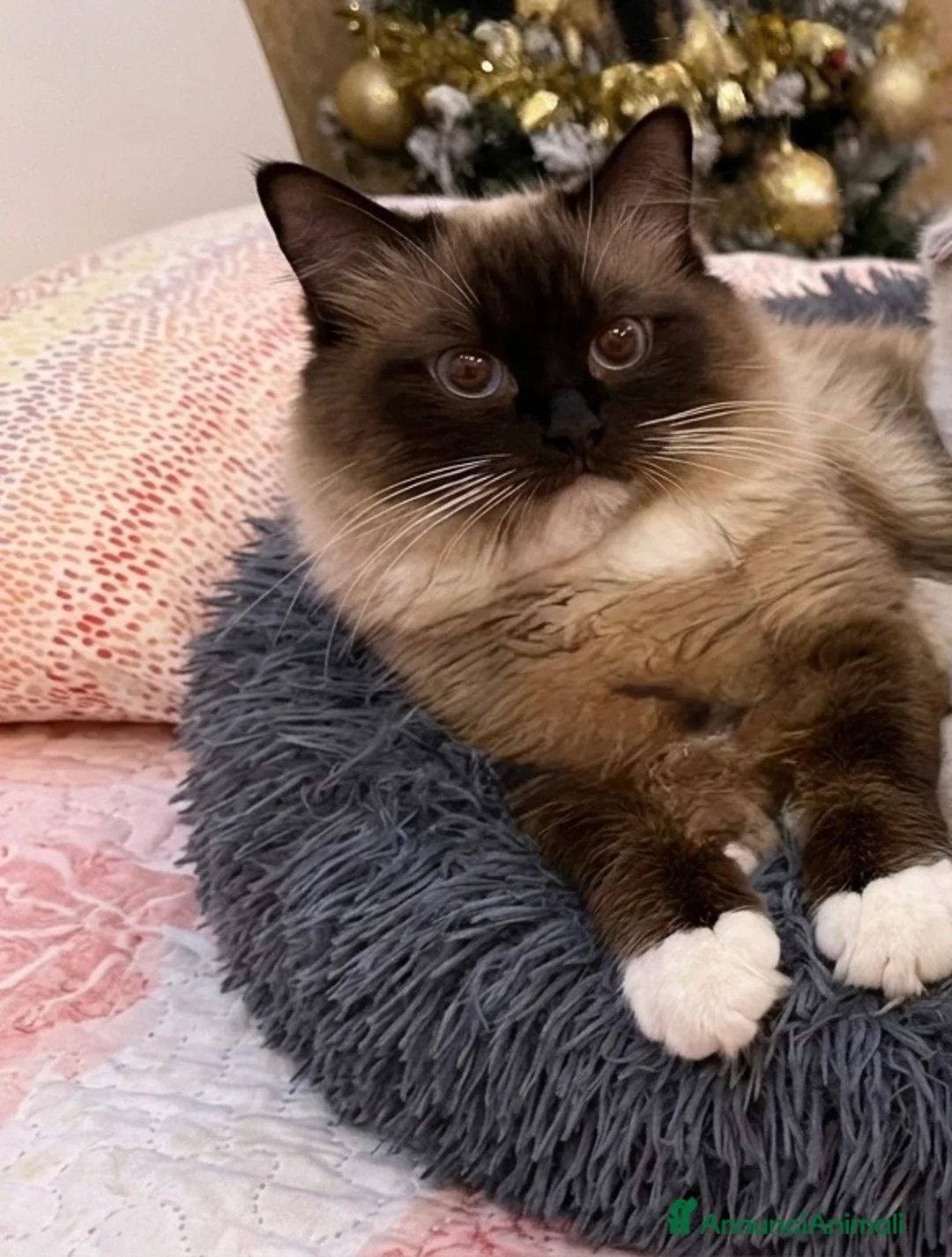 Ragdoll gatti in vendita: Incantevole Cucciola di Ragdoll Seal Bicolor - Annuncio 4