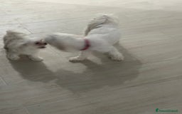 Maltese cani in vendita: cuccioli maltese mini toy - Immagine 4