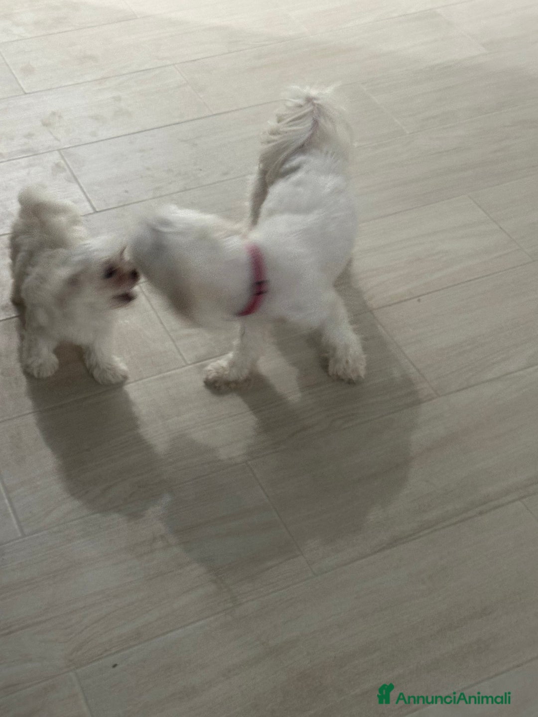 Maltese cani in vendita: cuccioli maltese mini toy - Immagine 4