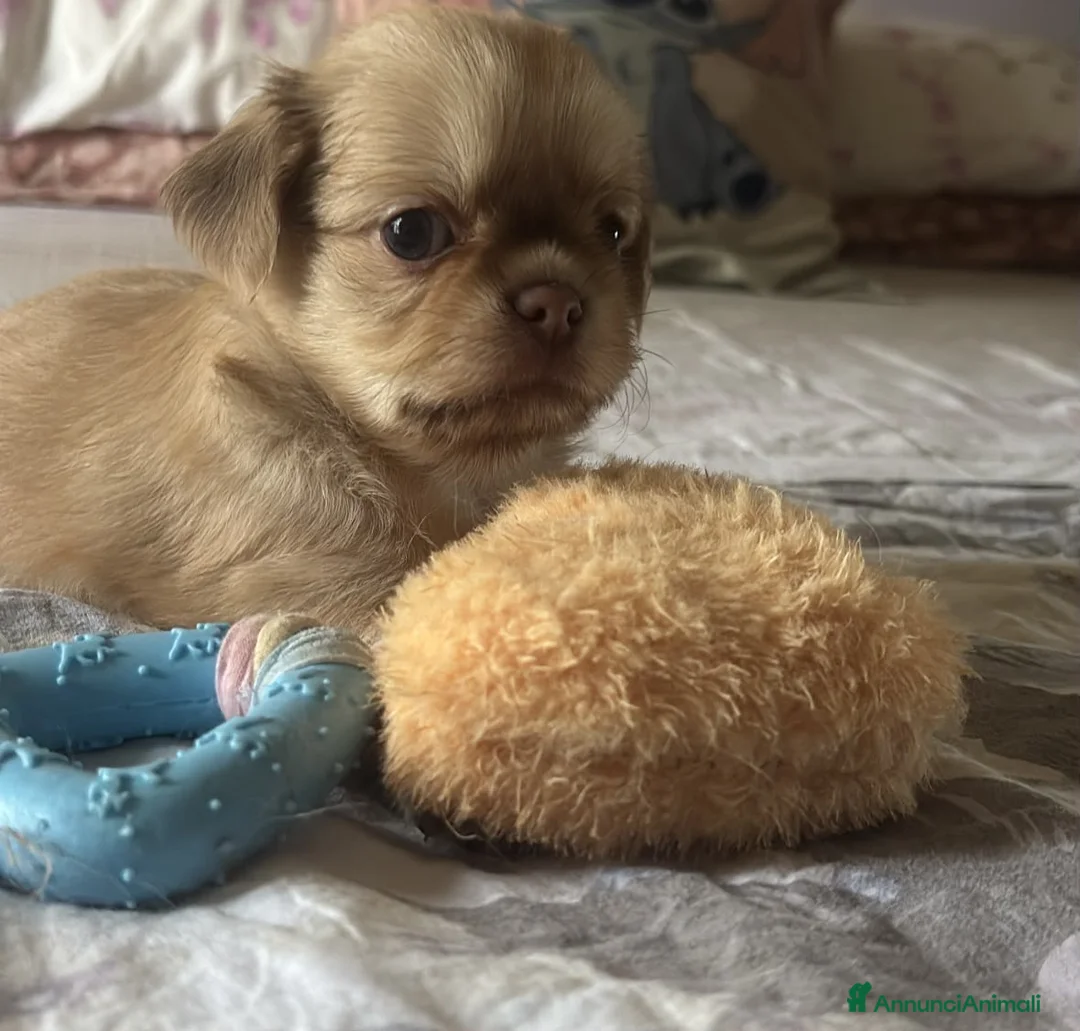 Chihuahua cani in vendita: Cucciolo chihuahua - Annuncio 1