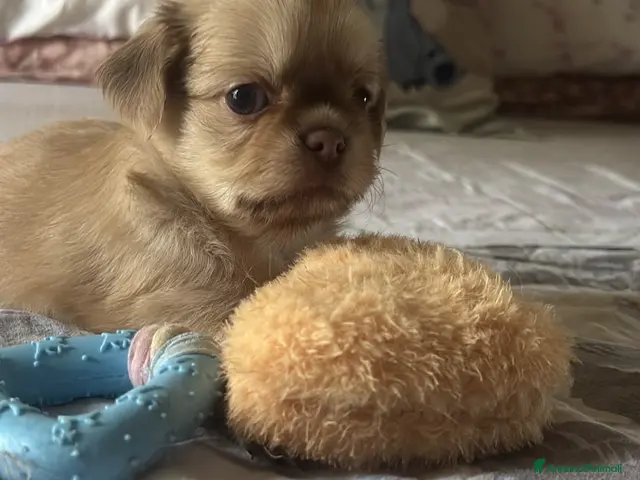 Chihuahua cani in vendita: Cucciolo chihuahua - Annuncio 3