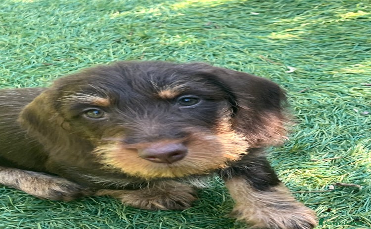 Bassotto cani a Provincia di Monza e della Brianza - Annuncio 12