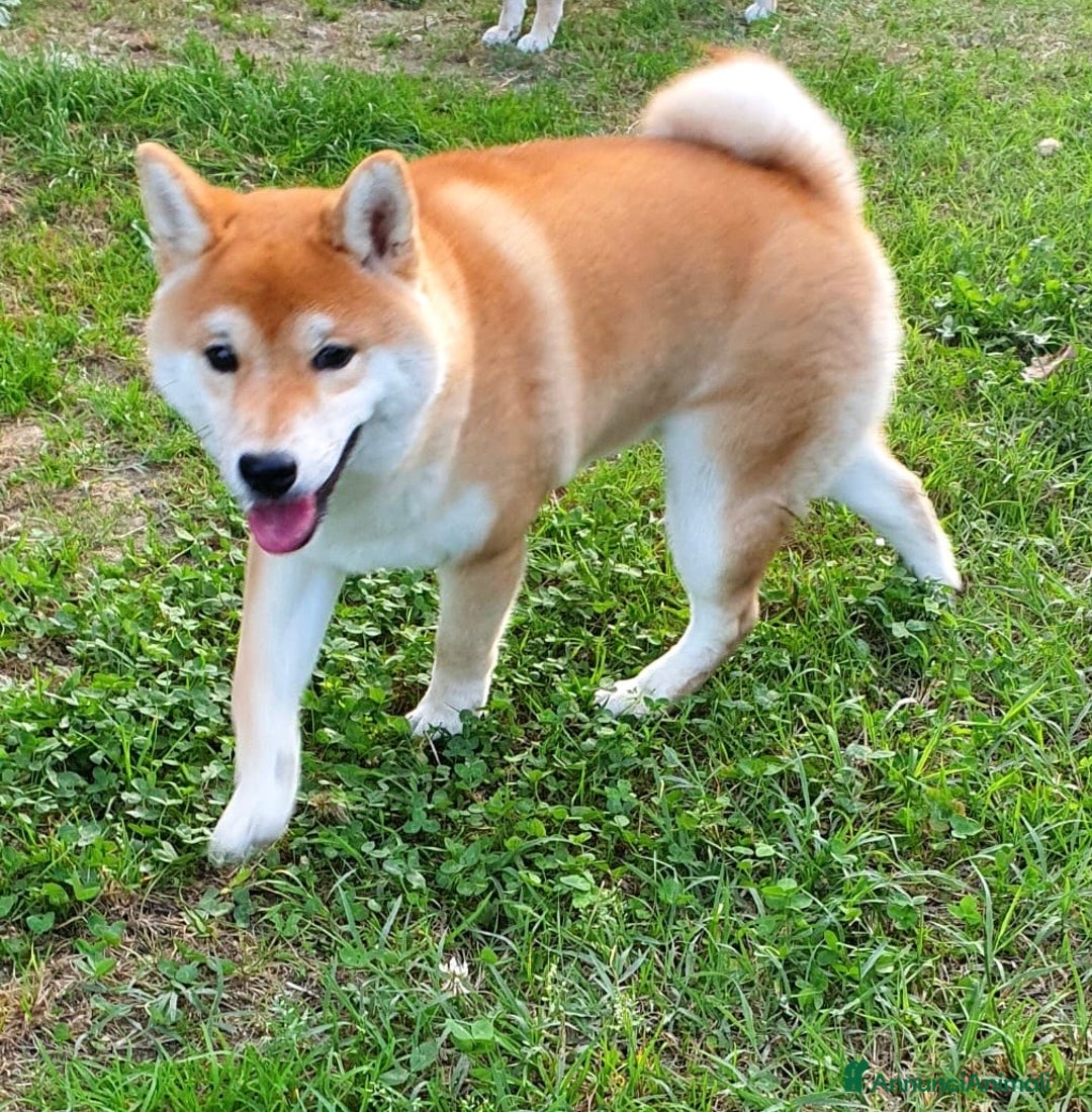 Shiba Inu cani in vendita: Shiba inu , cuccioli disponibili - Annuncio 2