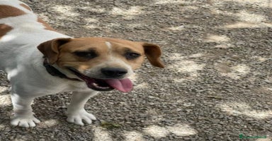 Beagle cani 4 anni VENERA, simil beagle - Annuncio 16