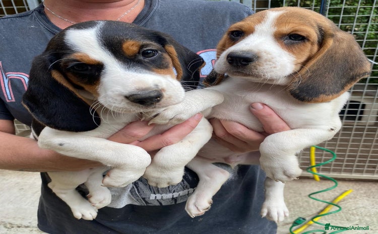 Beagle cani Beagle - Annuncio 2