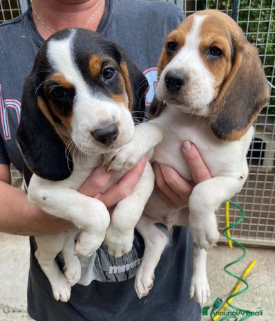 Beagle cani Beagle - Annuncio 2