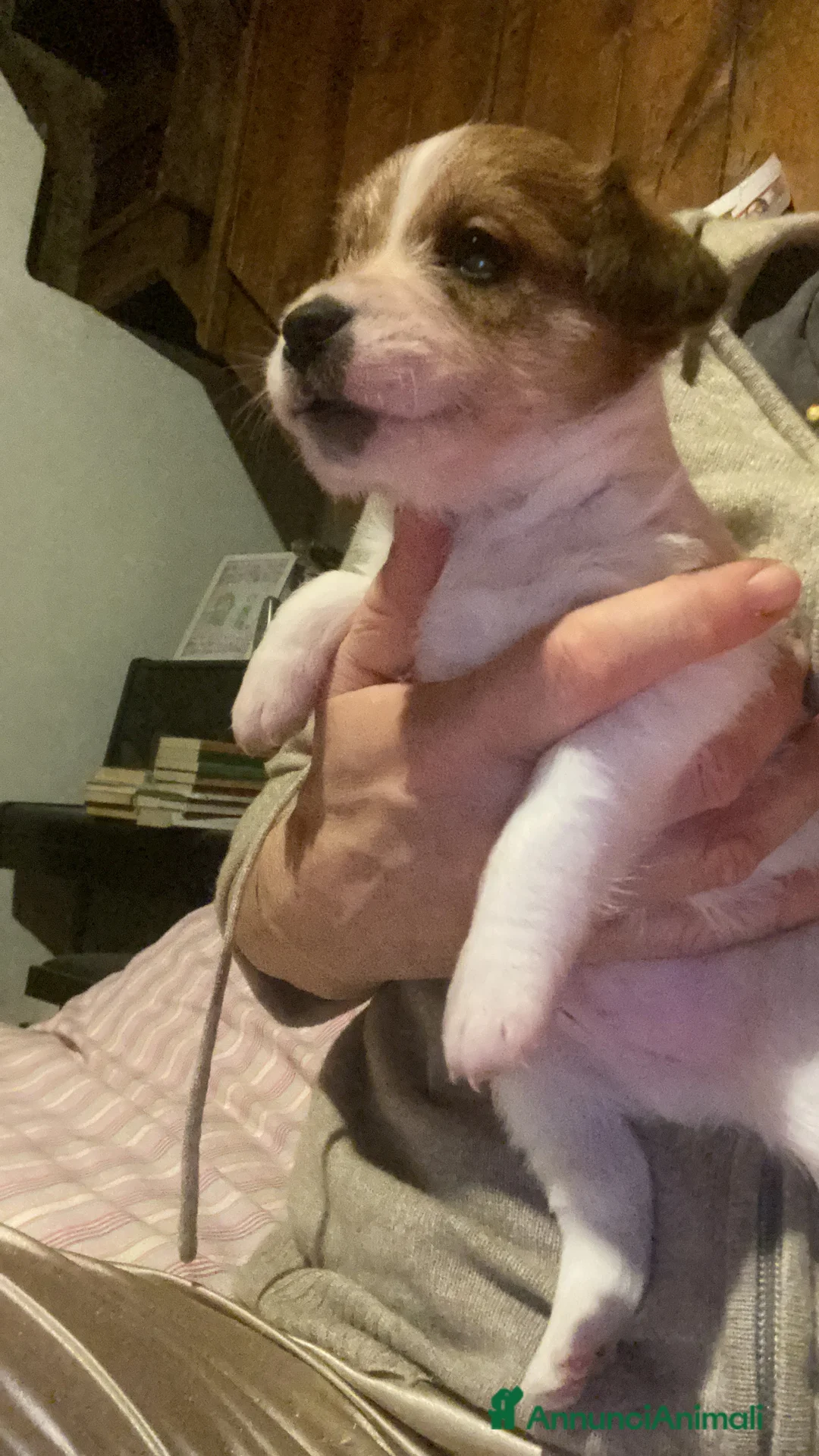 Jack Russell cani in vendita: Jack Russell terrier cucciolo 2 mesi pelo ruvido  - Annuncio 2