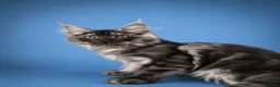 Maine Coon gatti in vendita: Cucciolo Maine Coon - Annuncio 9