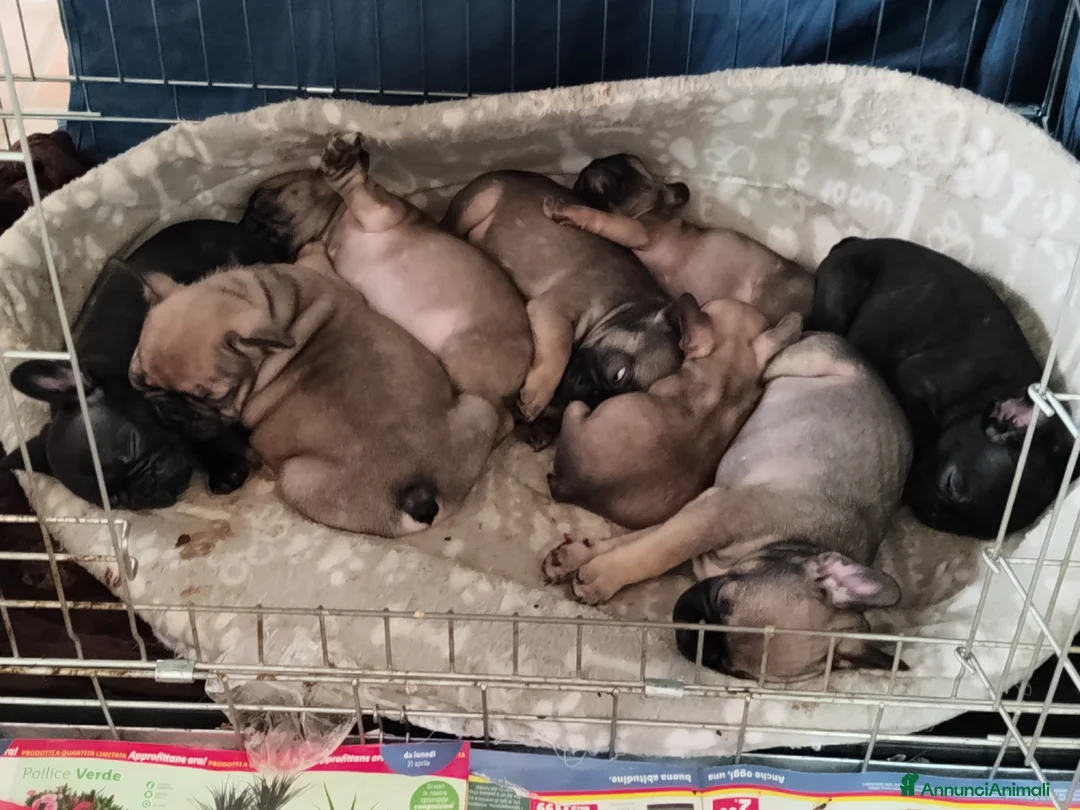 Bulldog Francese cani in vendita: Ultime due Cucciole di bulldog francese  a Città Metropolitana di Bologna - Annuncio 2